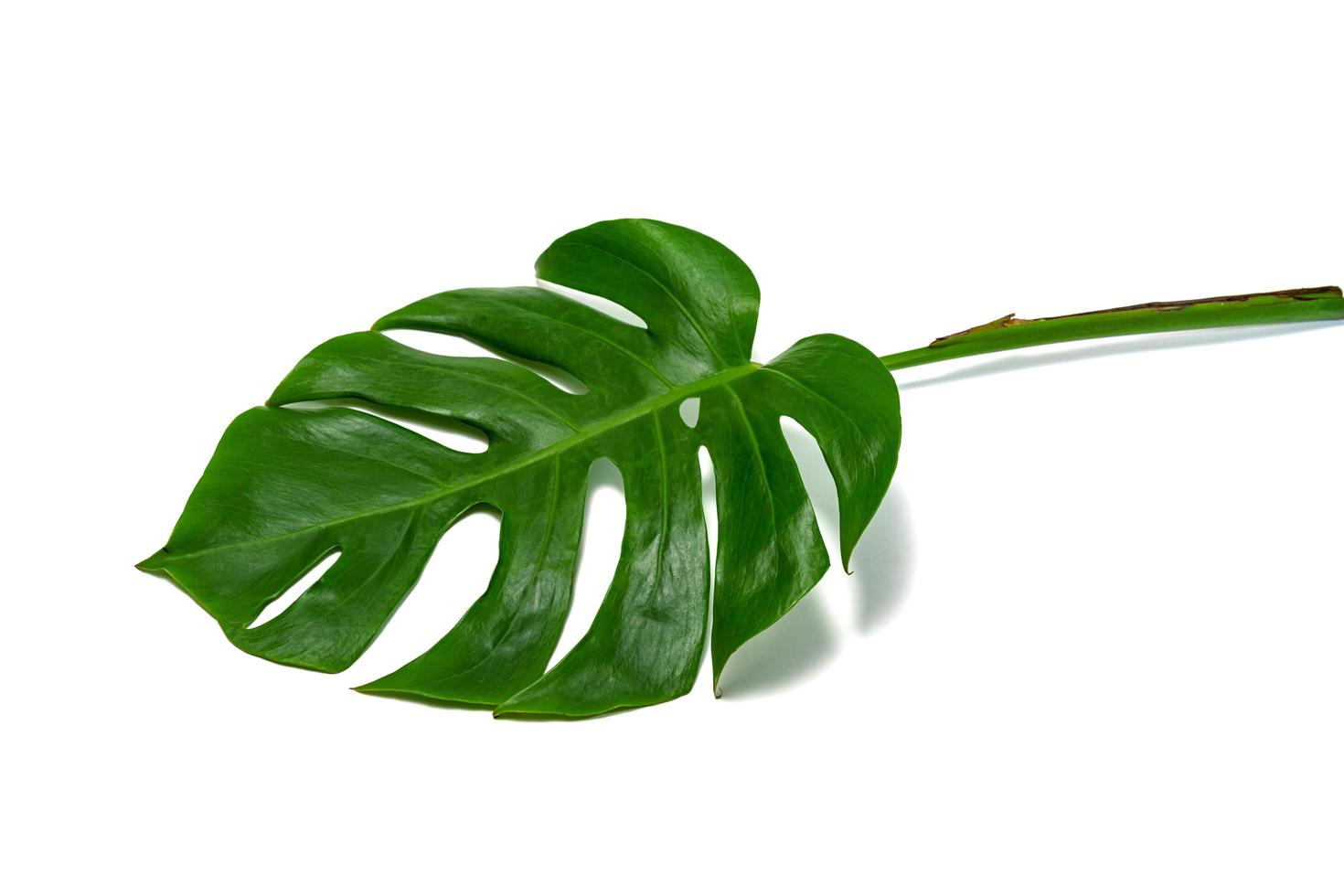 Green leaves pattern ,leaf monstera isolated on white background photo