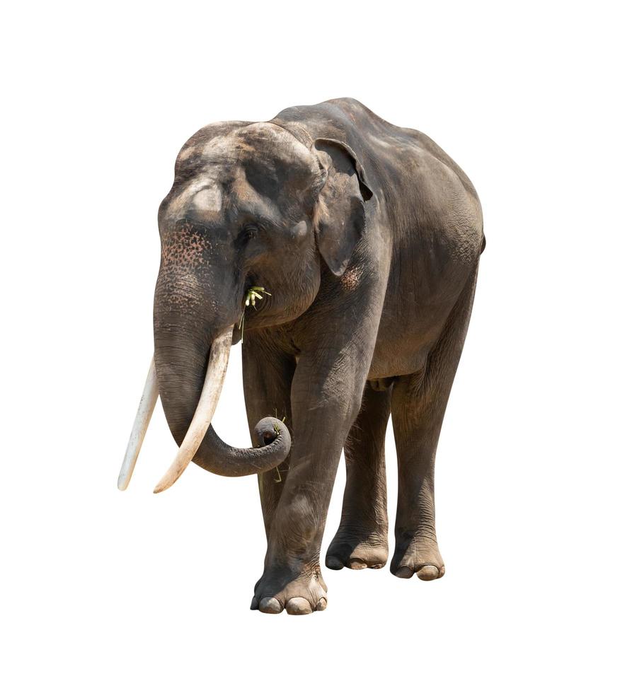 Elefante asiático aislado en fondo blanco, incluye trazado de recorte foto