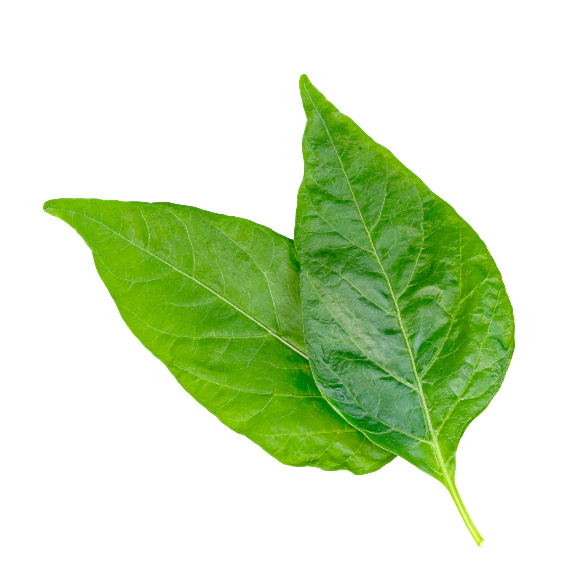 leaf chili isolated on white background ,Green of pepper leaves pattern 10121145 Stock Photo at