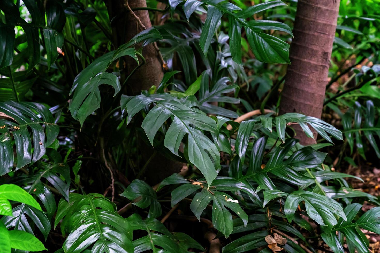 Green leaves pattern,leaf monstera in the forest for nature background photo