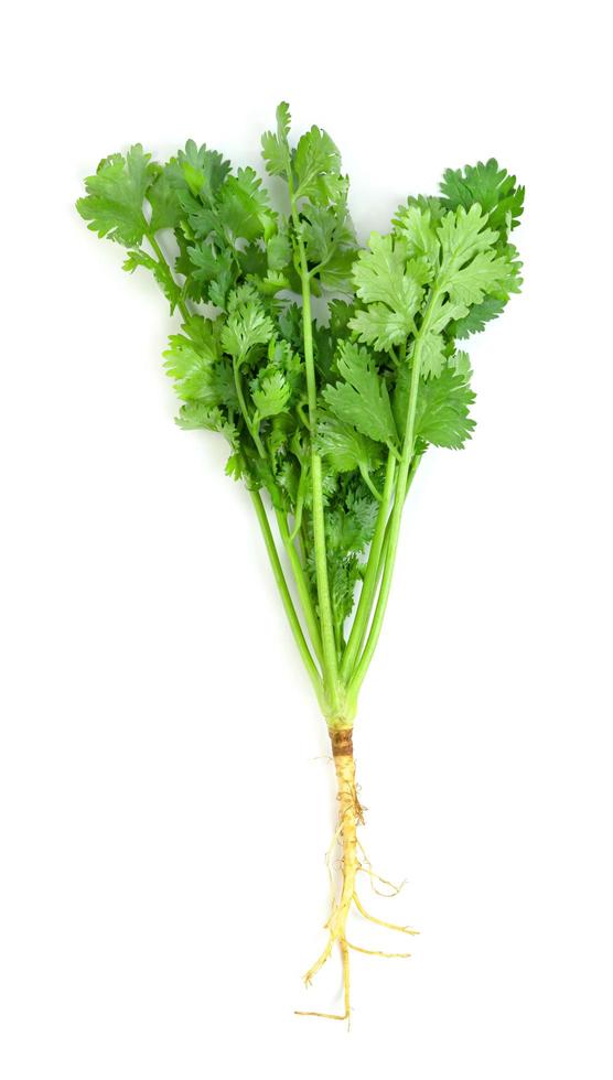leaf Coriander or Cilantro isolated on white background ,Green leaves pattern photo