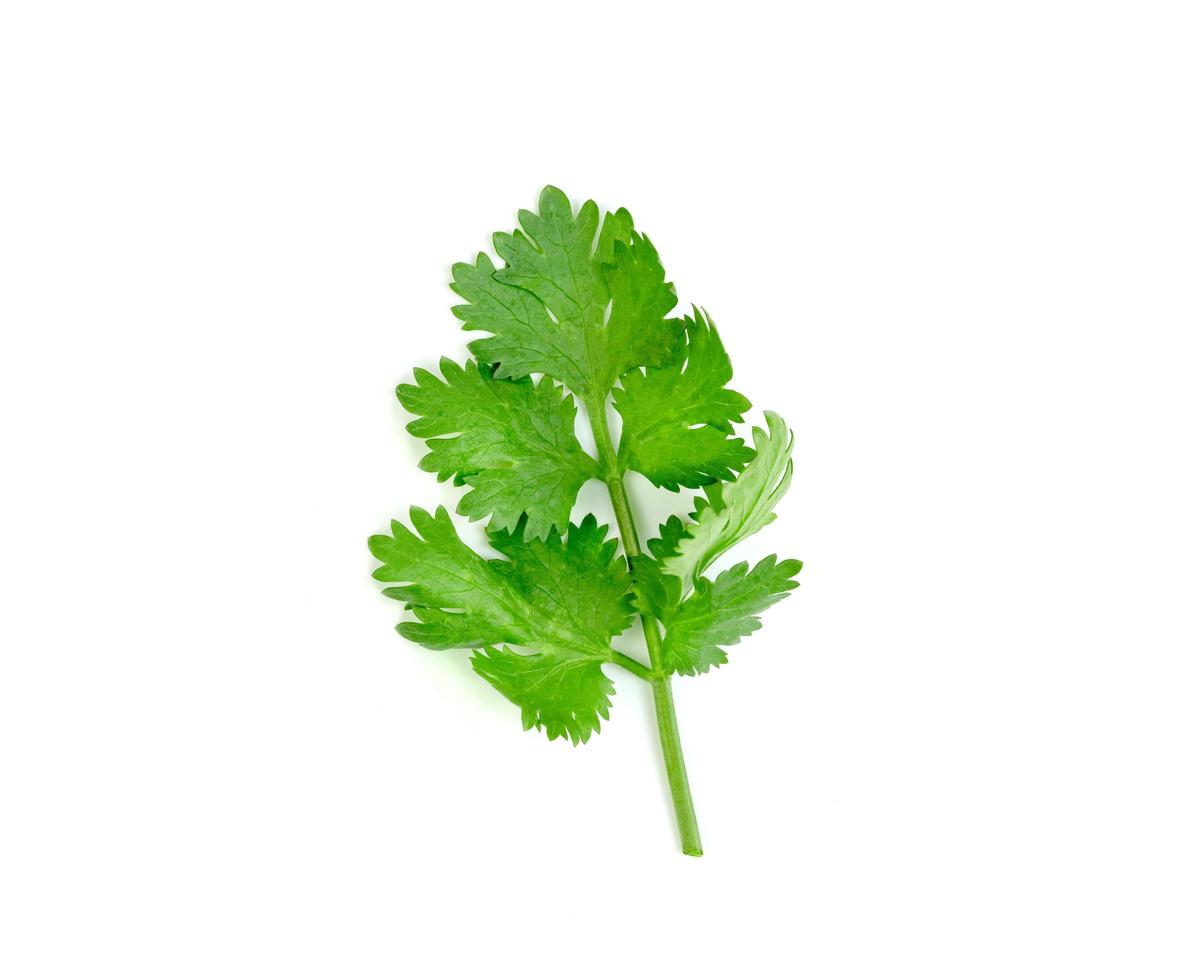 leaf Coriander or Cilantro isolated on white background ,Green leaves pattern photo