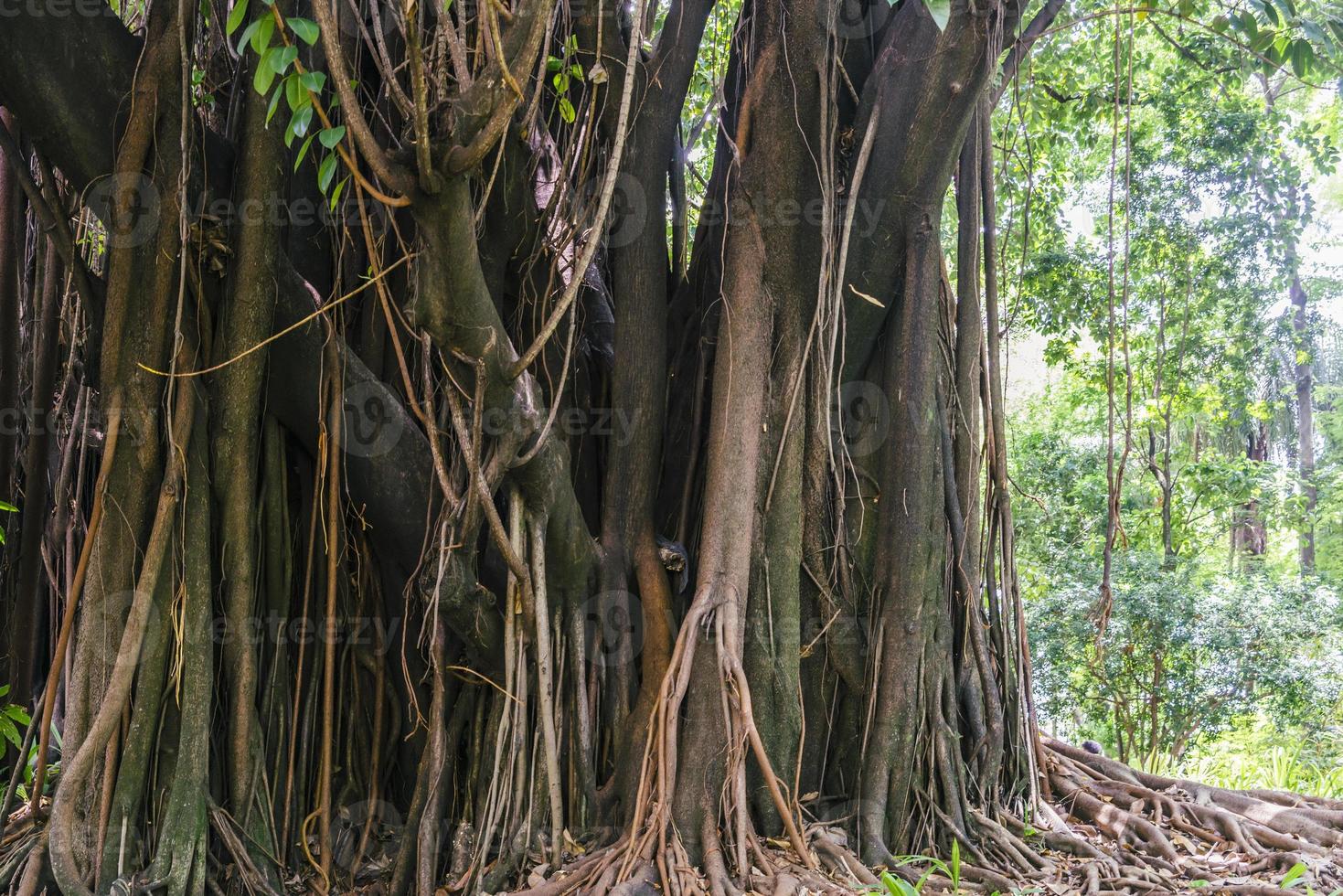 Massive tropical rainforest tree in Brazil photo