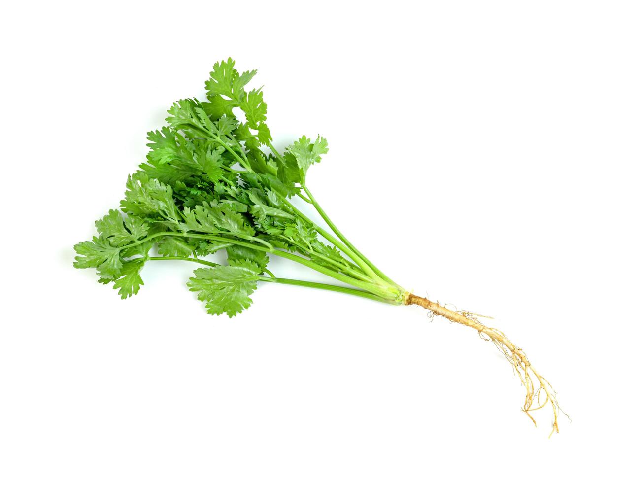 leaf Coriander or Cilantro isolated on white background ,Green leaves pattern photo