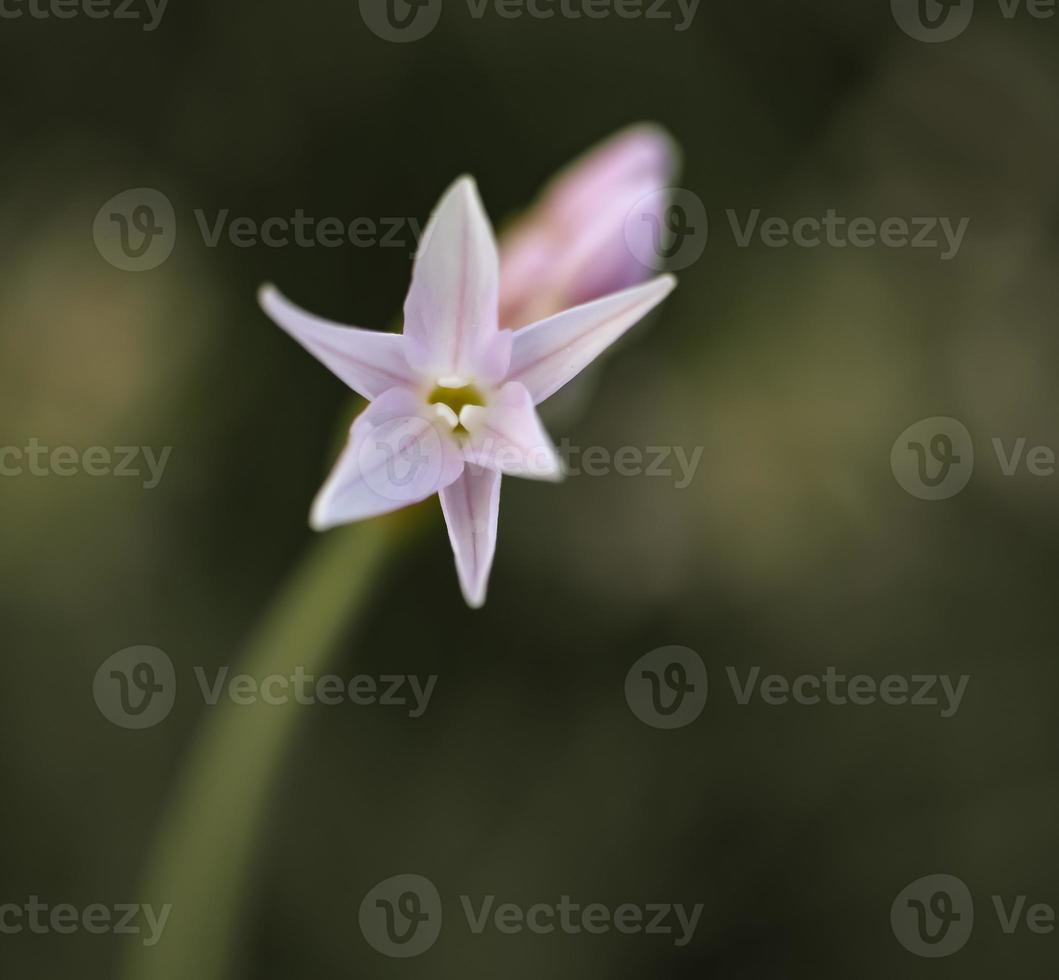 una flor de ajo de la sociedad foto