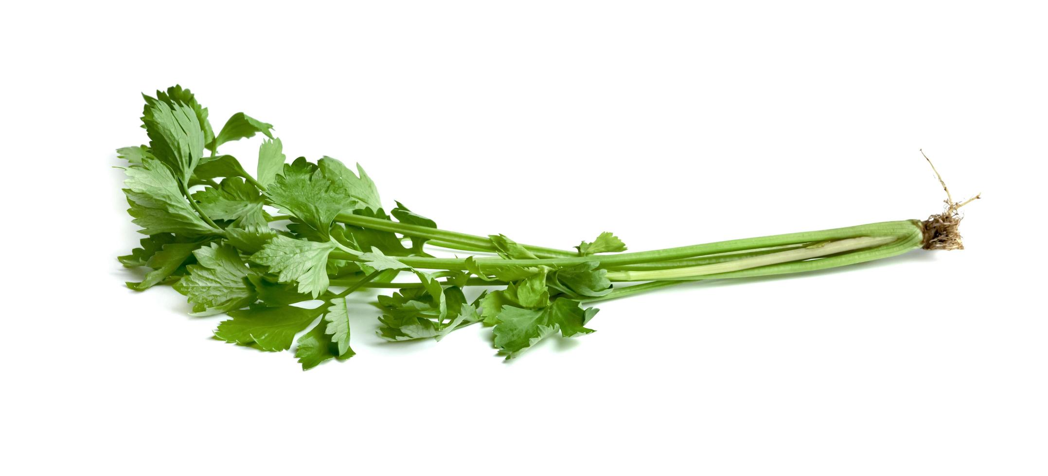 leaf of celery isolated on white background ,Green leaves pattern photo