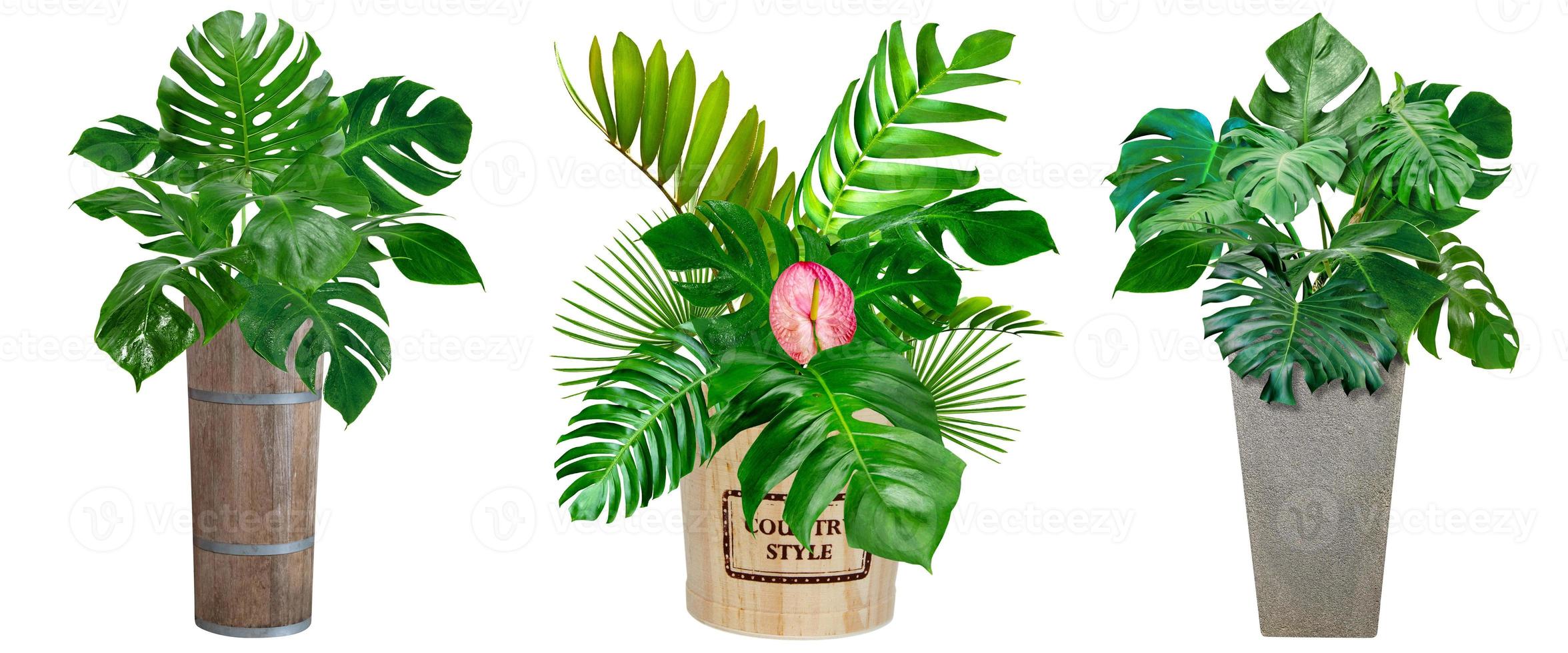 monstera leaves pattern set with vase for nature concept ,tropical green leaf isolated on white background photo