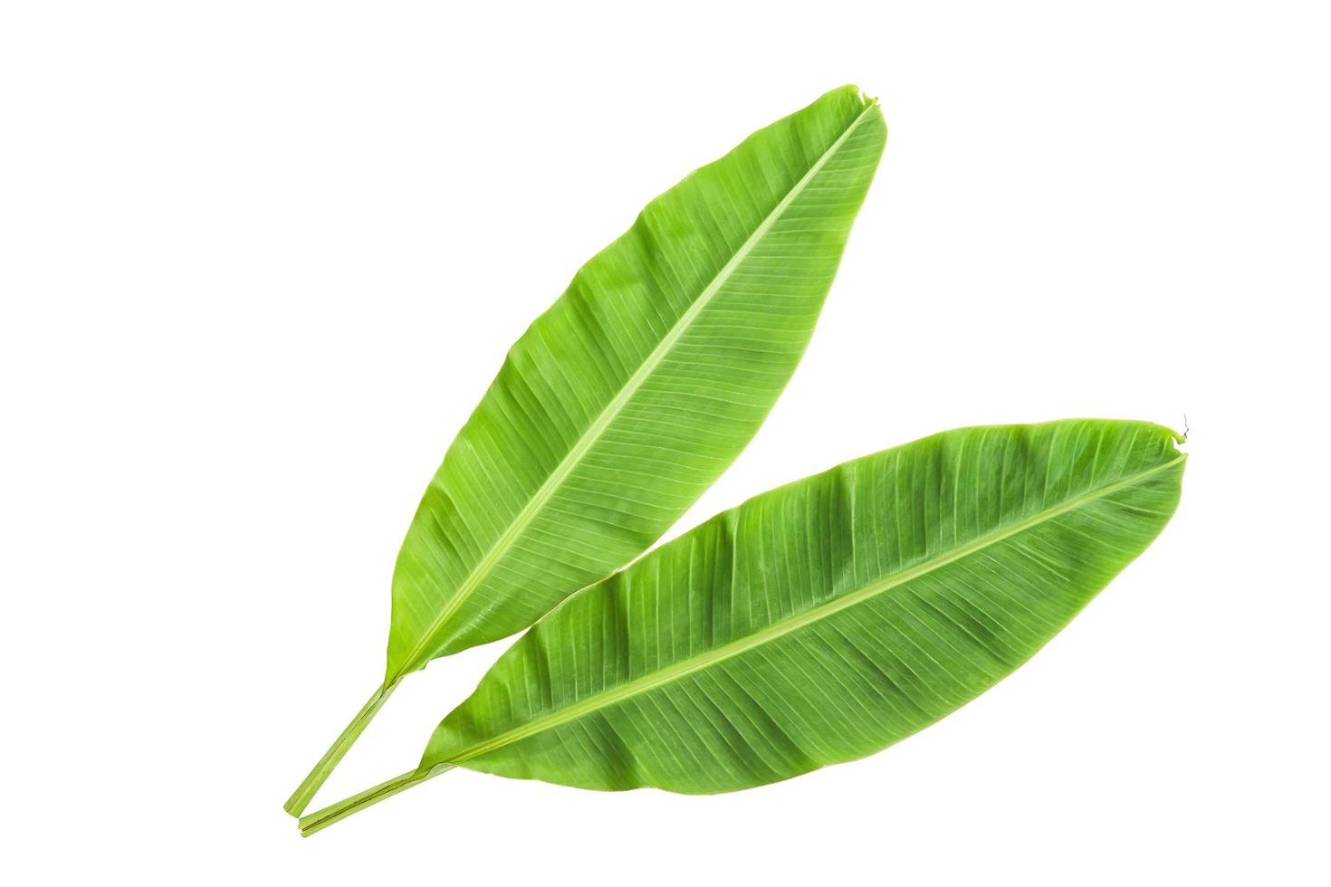 Banana leaves isolated over white. Photo includes CLIPPING PATH