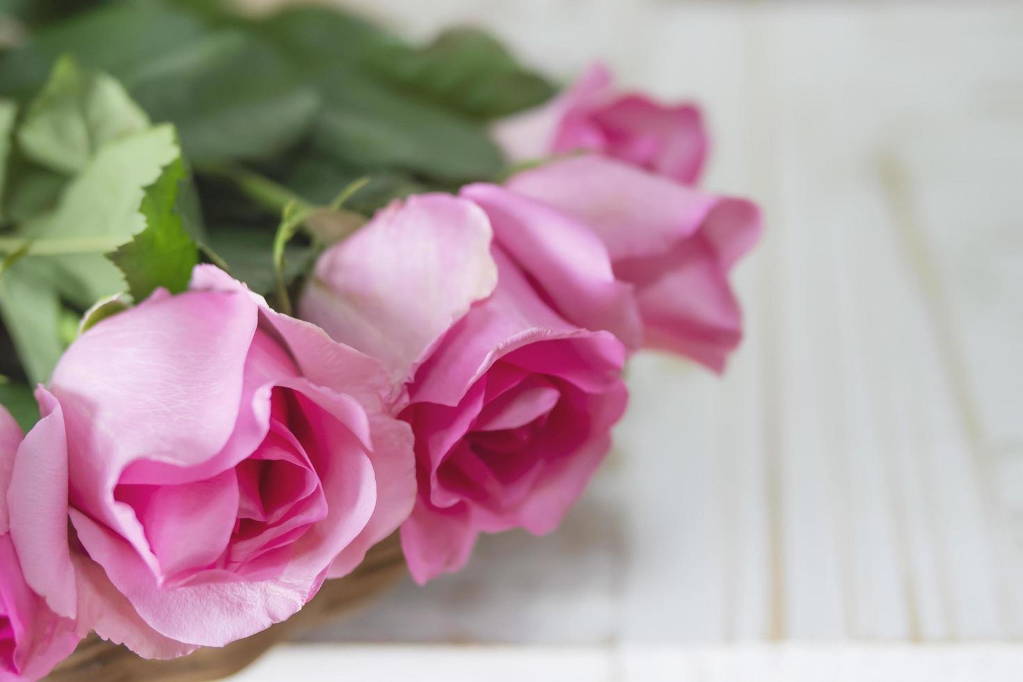 Pink fresh rose over white wooden background - colorful background concept photo