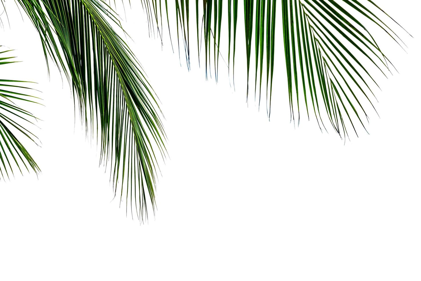 leaf coconut tree isolated on white background ,Green leaves pattern photo