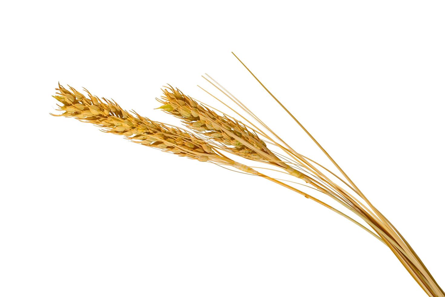 ear of paddy rice dry isolated on white background photo