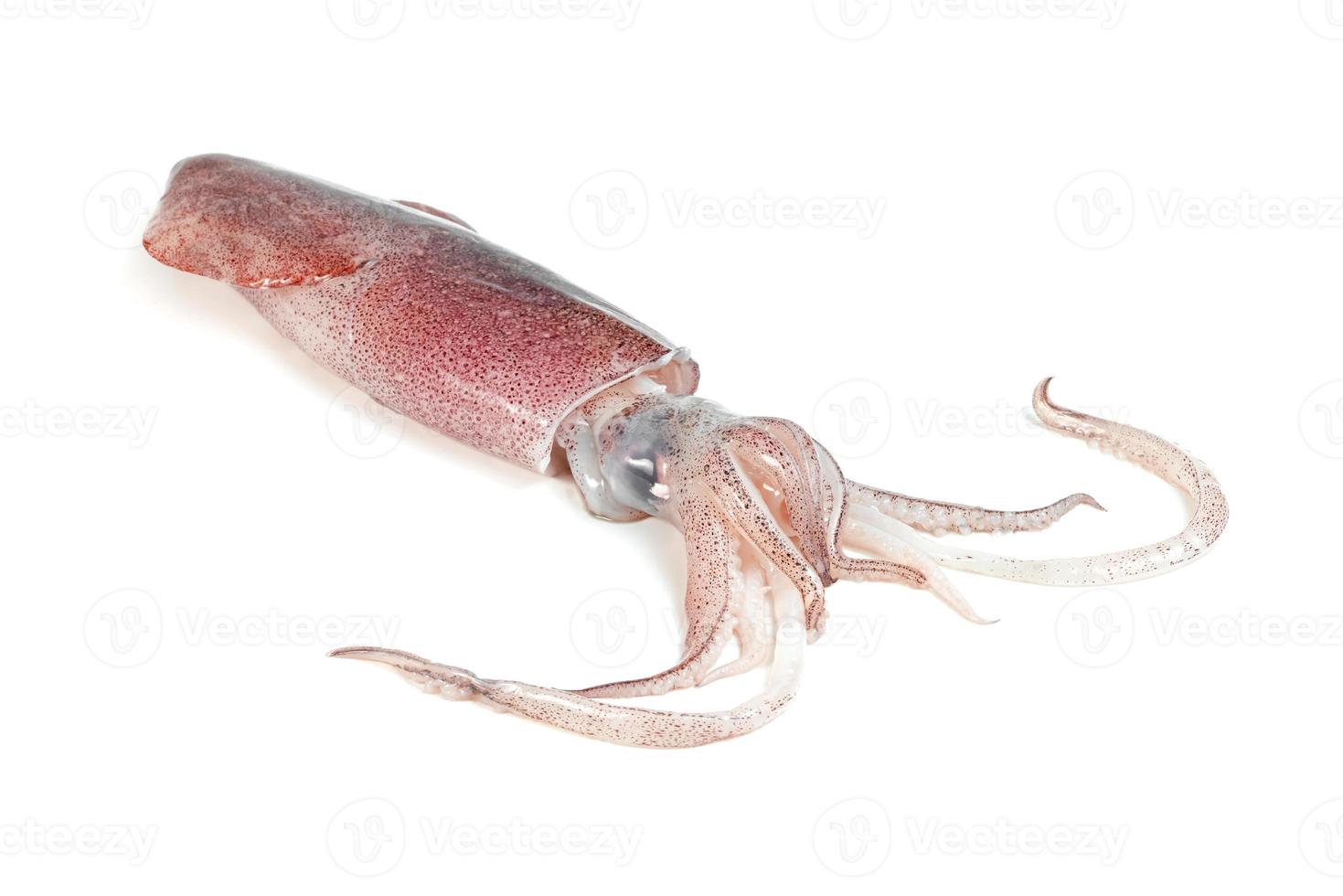 squid isolated on white background photo