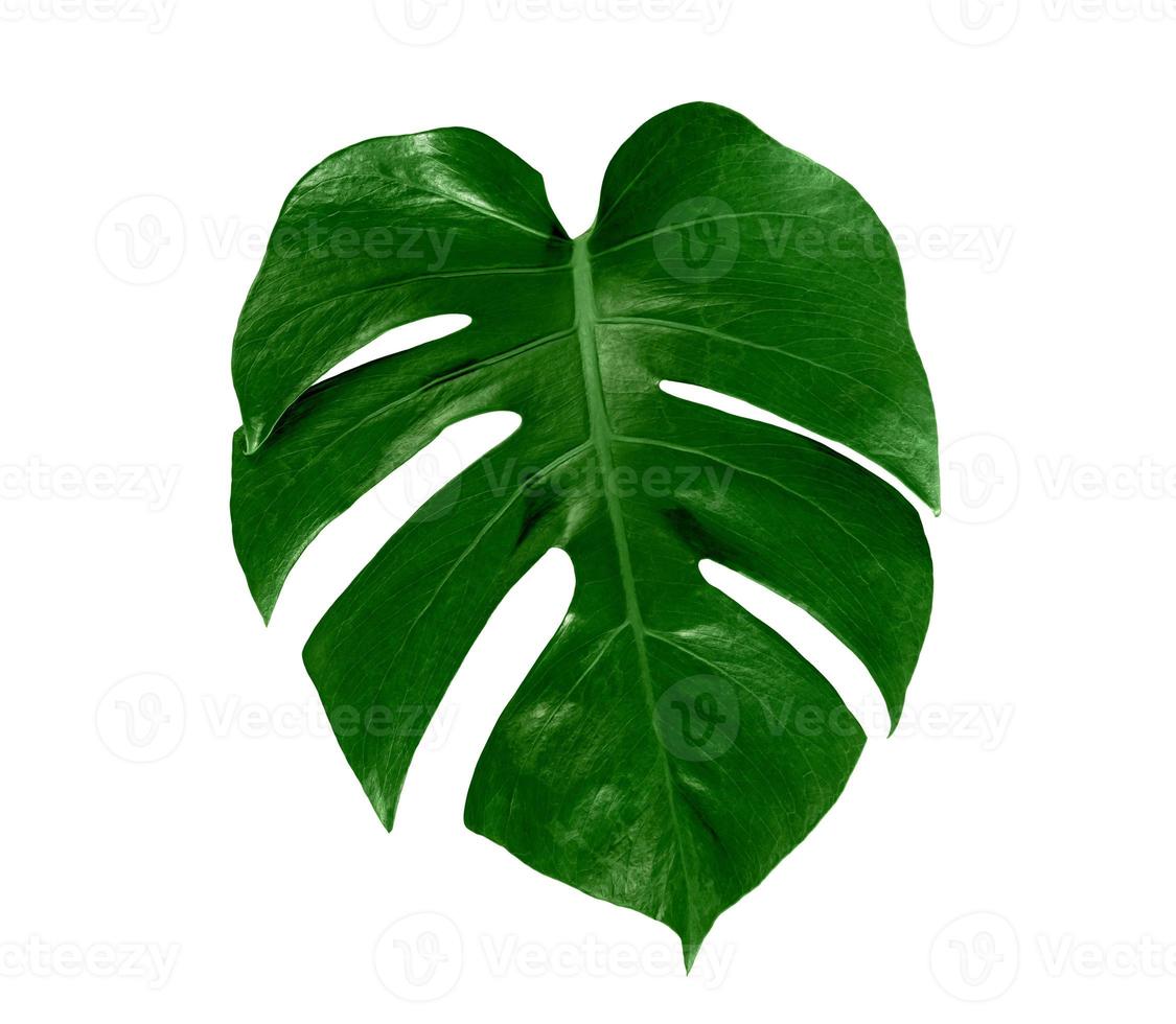 leaf monstera isolated on white background ,Green leaves pattern photo