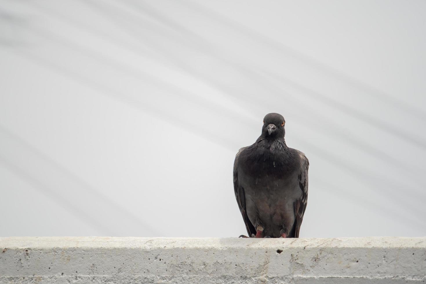 Gray dove Perching on a cement rail The background is a white sky background. photo