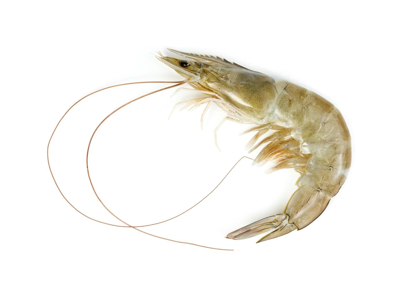 shrimp raw isolated on white background photo