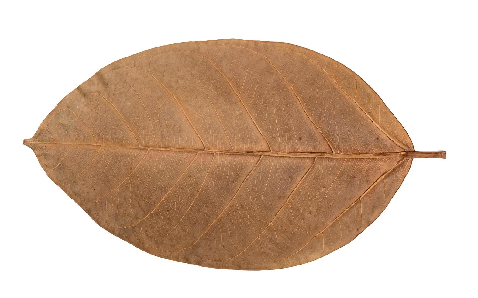Ficus Elastica Variegata  foliage, Dry leaves pattern of tropical leaf plant isolated on white background photo