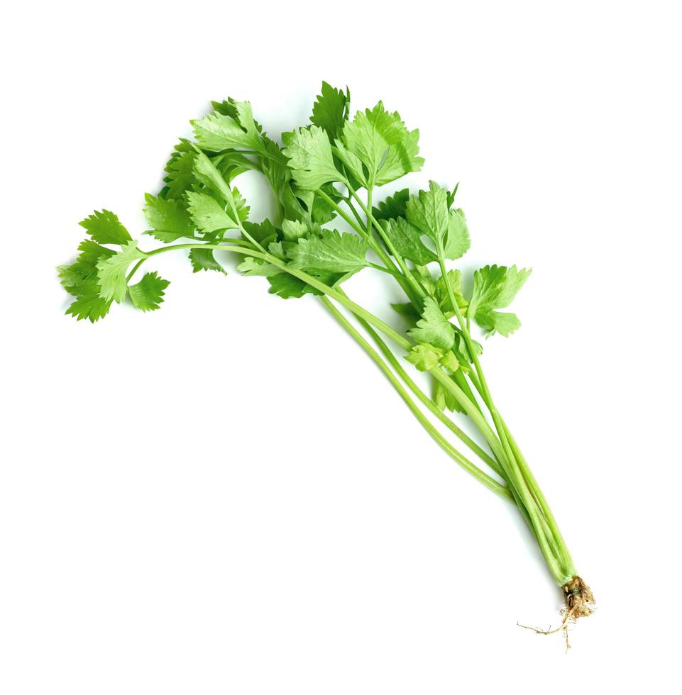 leaf of celery isolated on white background ,Green leaves pattern photo