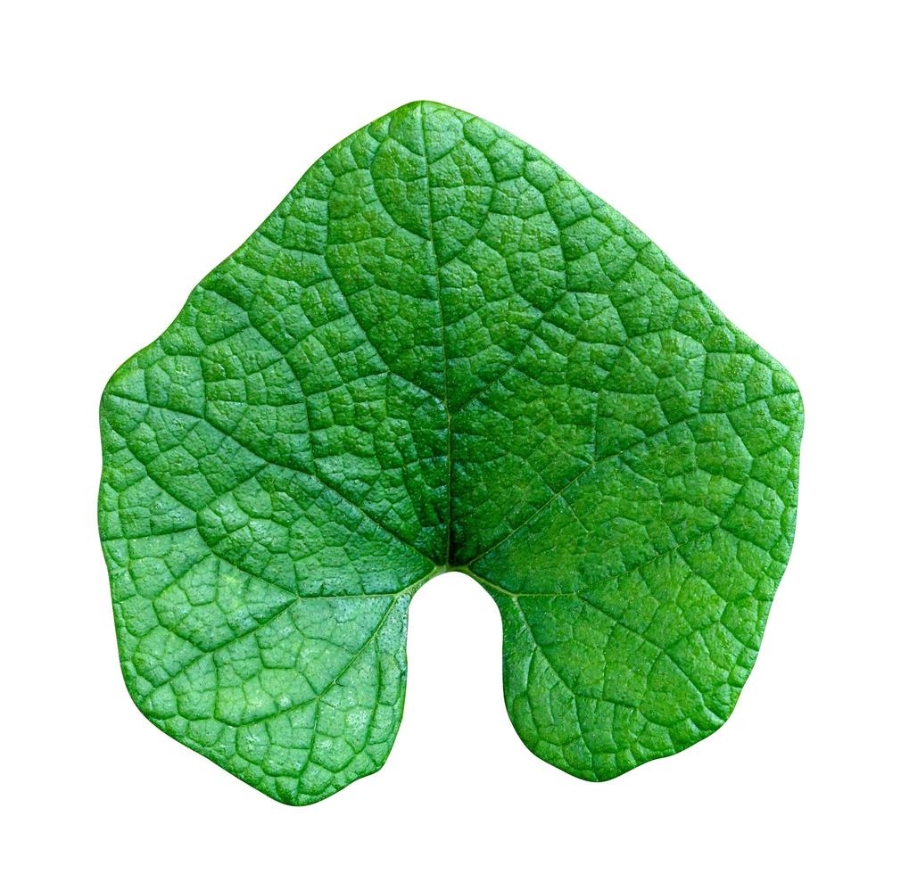 Green leaves pattern of tropical leaf plant isolated on white background,include clipping path photo