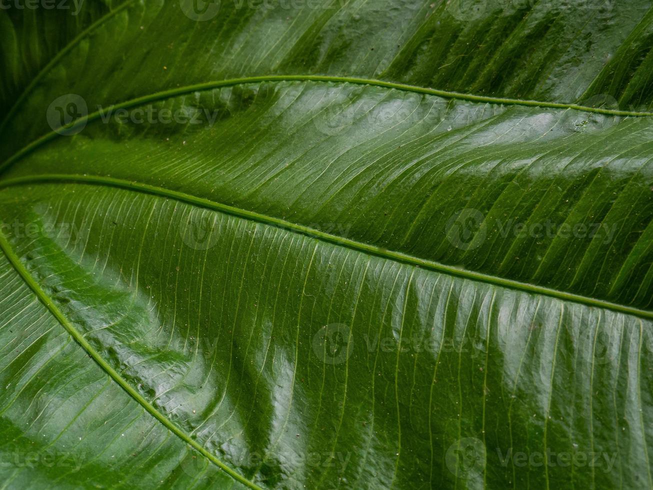 The Echinodorus cordifolius leaf close up image for background photo