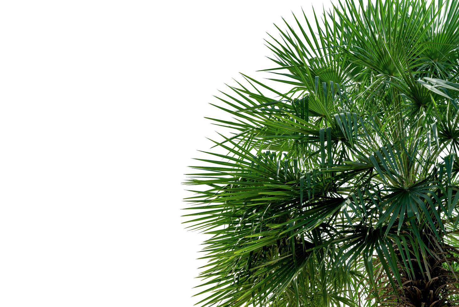 Fan Palm Stock Photos, Images and Backgrounds for Free Download