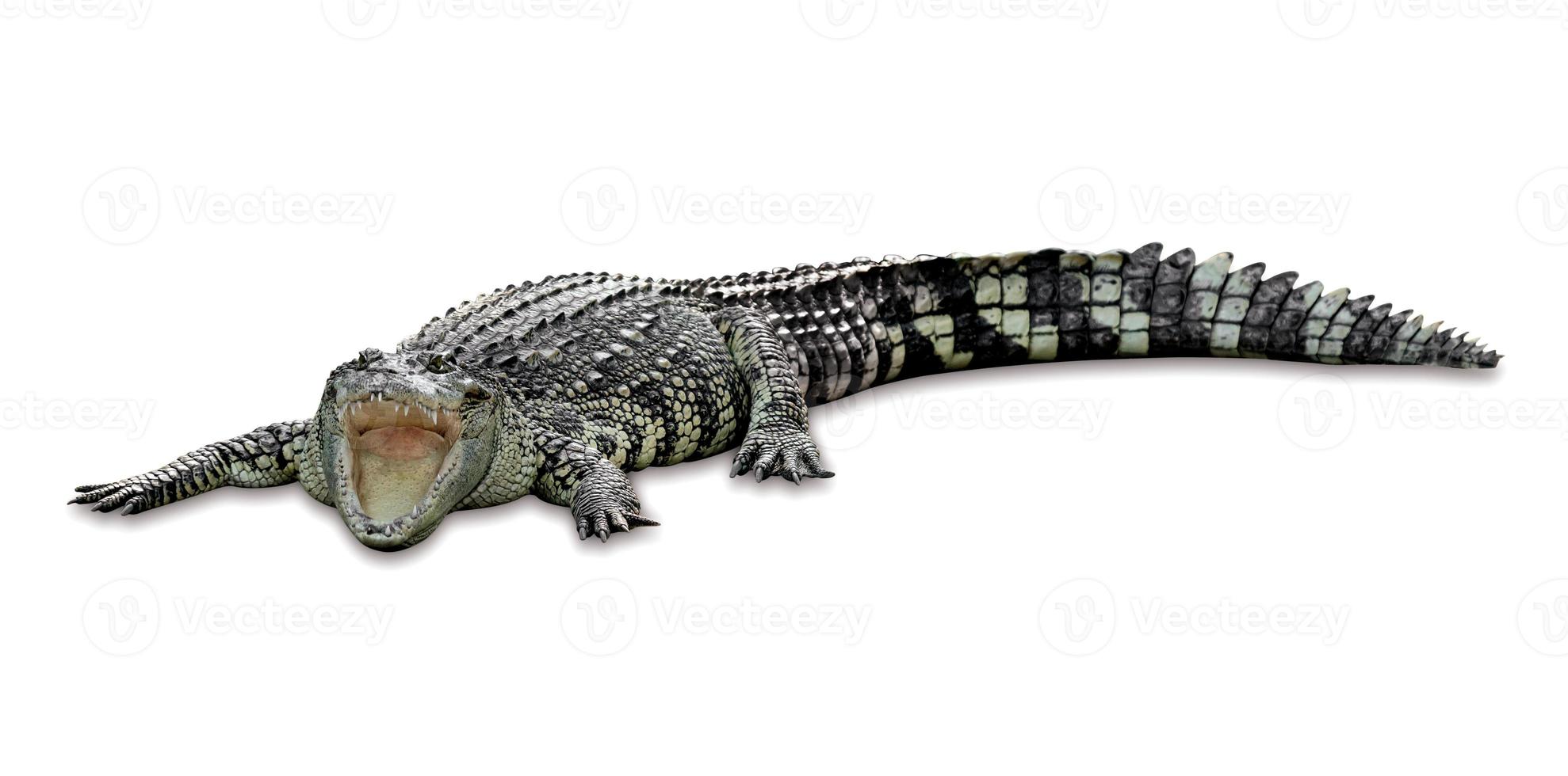 crocodile isolated on white background ,include clipping path photo