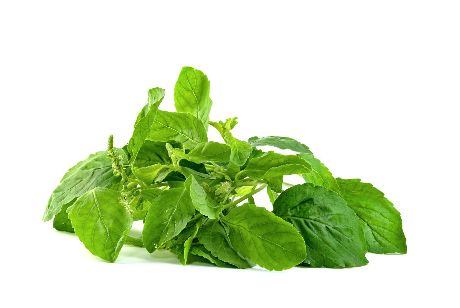 Holy Basil leaf or thai basil or Ocimum sanctum isolated on white background ,Green leaves pattern photo