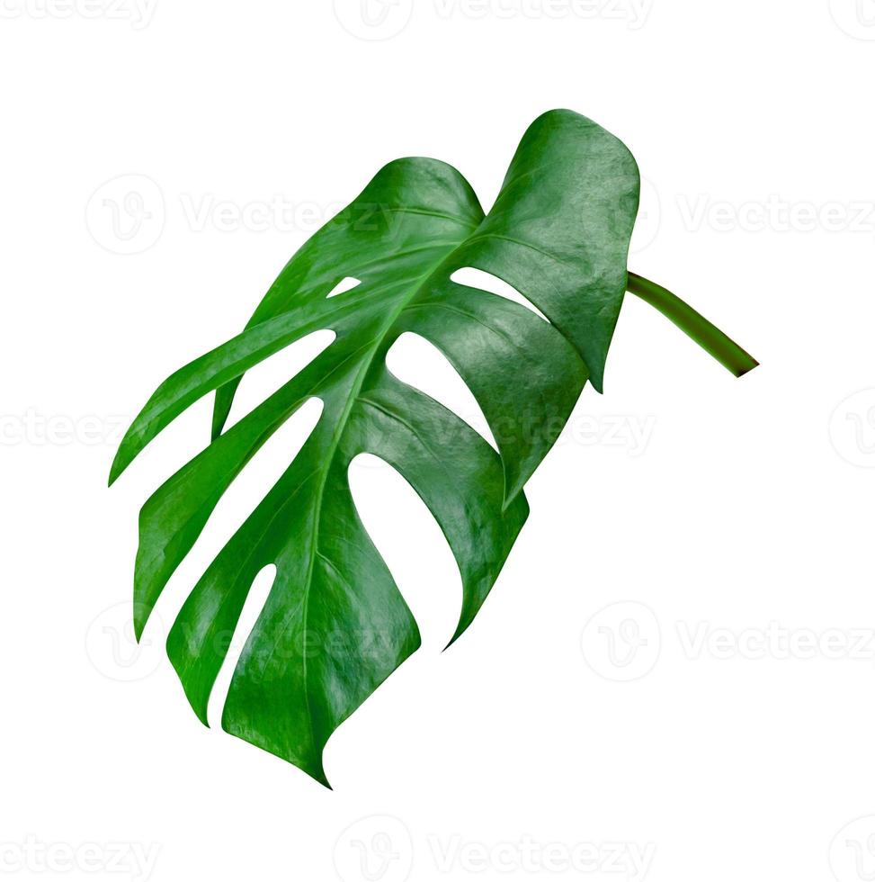 Green leaves pattern,leaf monstera isolated on white background ,include clipping path photo