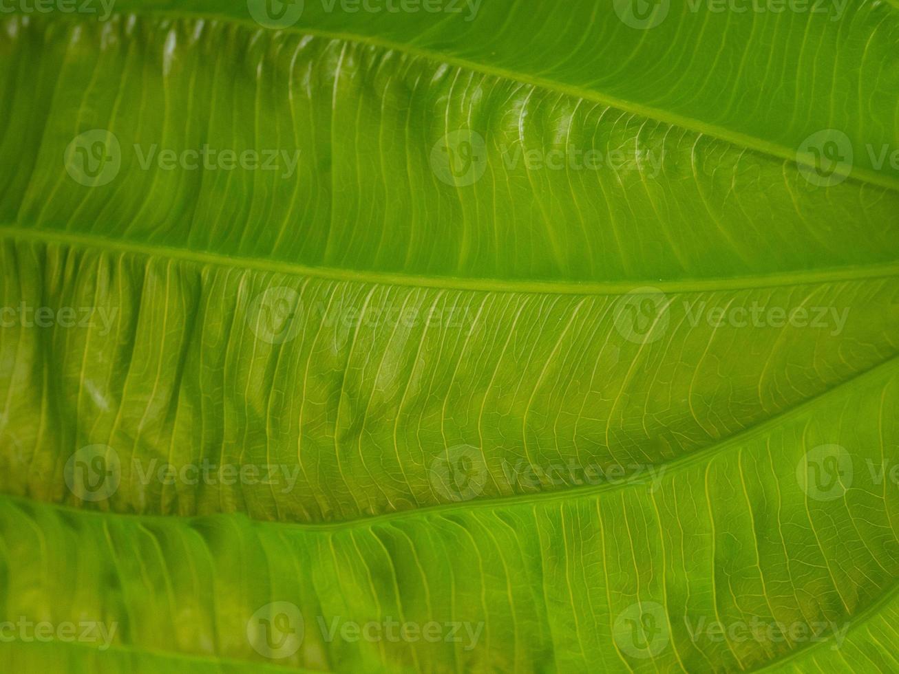 la hoja de echinodorus cordifolius cierra la imagen para el fondo foto