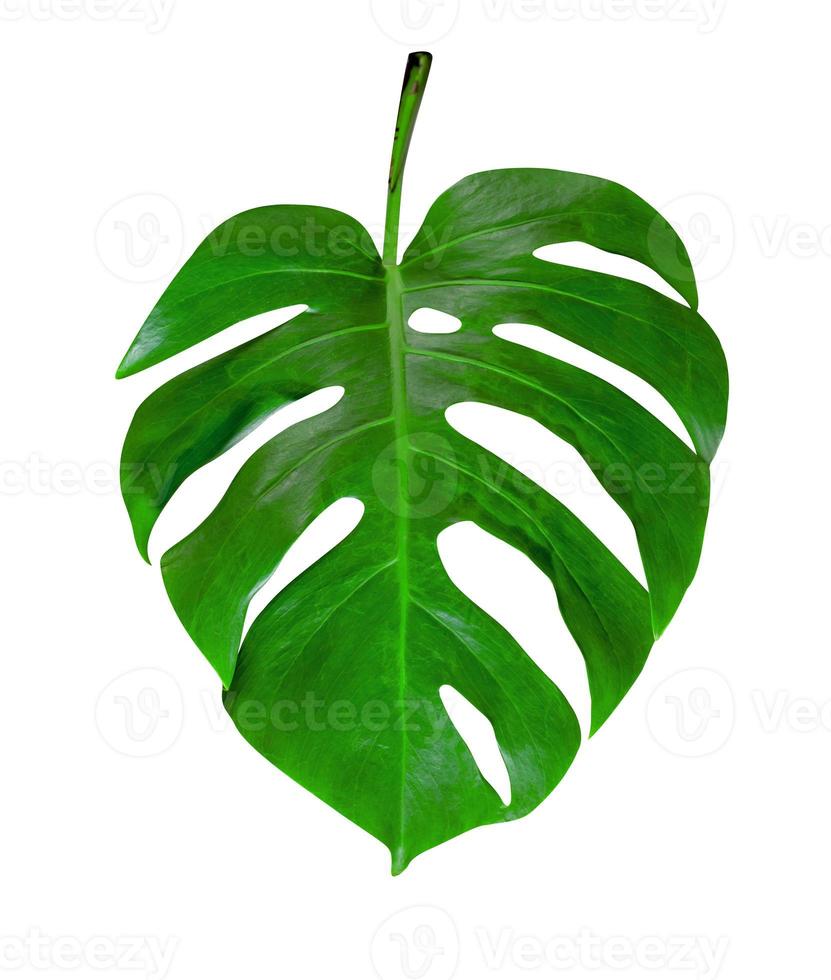 Green leaves pattern,leaf monstera isolated on white background ,include clipping path photo