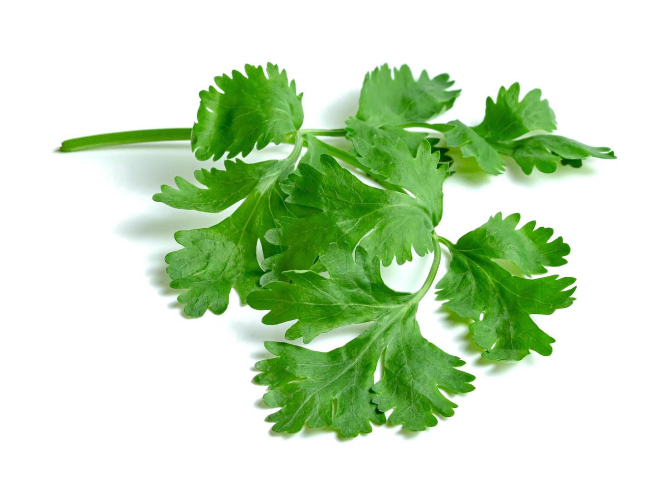 leaf Coriander or Cilantro isolated on white background ,Green leaves pattern photo