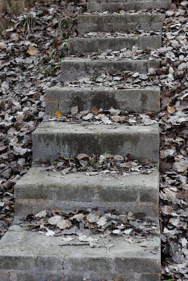 Steps and Leaves photo