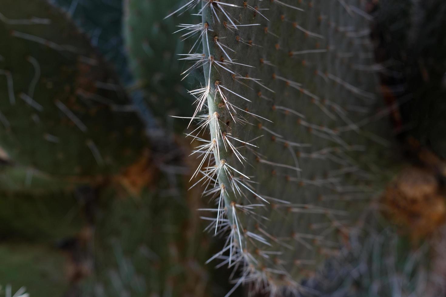 Prickly Pear Closeup photo