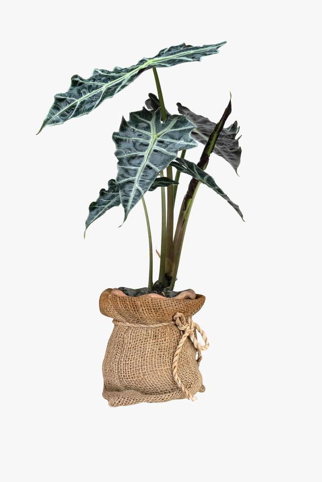 green palm leaves pattern of Alocasia sanderiana Bull with pot for nature concept ,tropical leaf isolated on white background photo