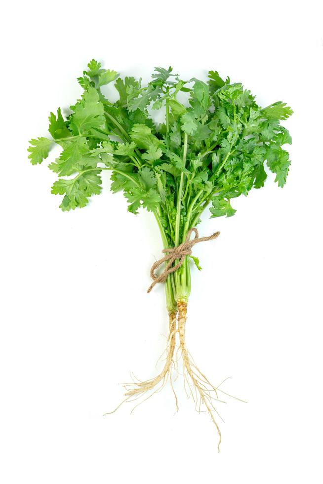 leaf Coriander or Cilantro isolated on white background ,Green leaves pattern photo