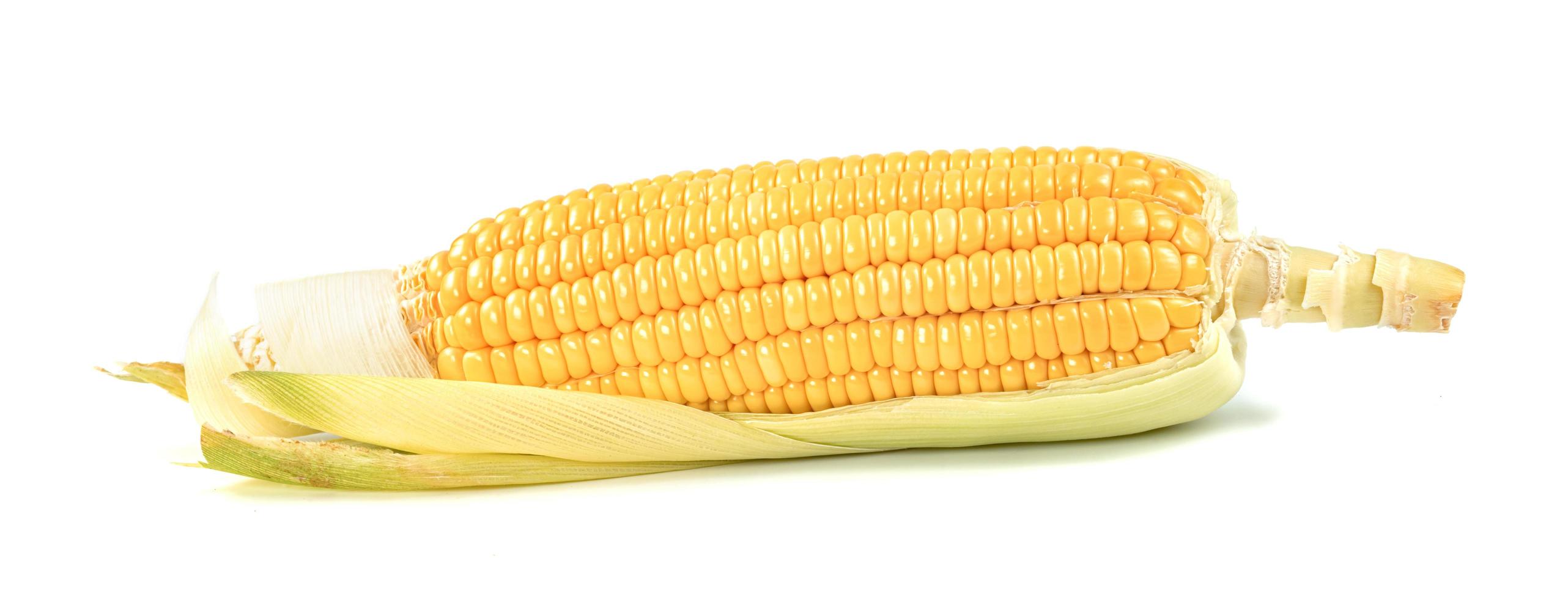 corn isolated on white background photo