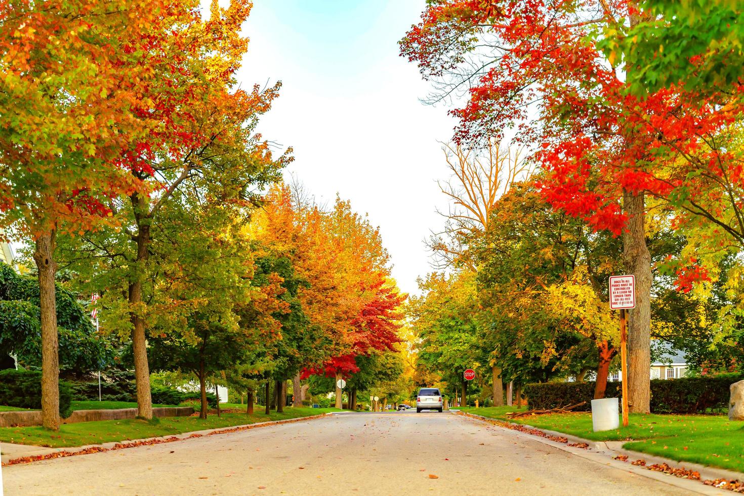 paisaje natural del parque de otoño. follaje de hojas doradas en los árboles frente a la carretera en el pueblo a finales de otoño foto