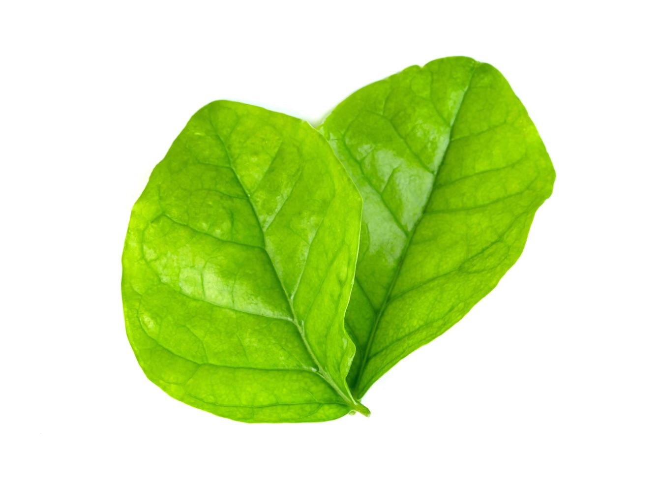 leaf jasmine isolated on white background ,Green leaves pattern photo