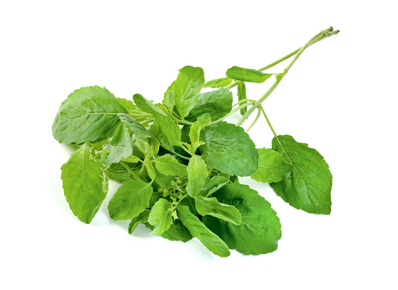 Holy Basil leaf or thai basil or Ocimum sanctum isolated on white background ,Green leaves pattern photo