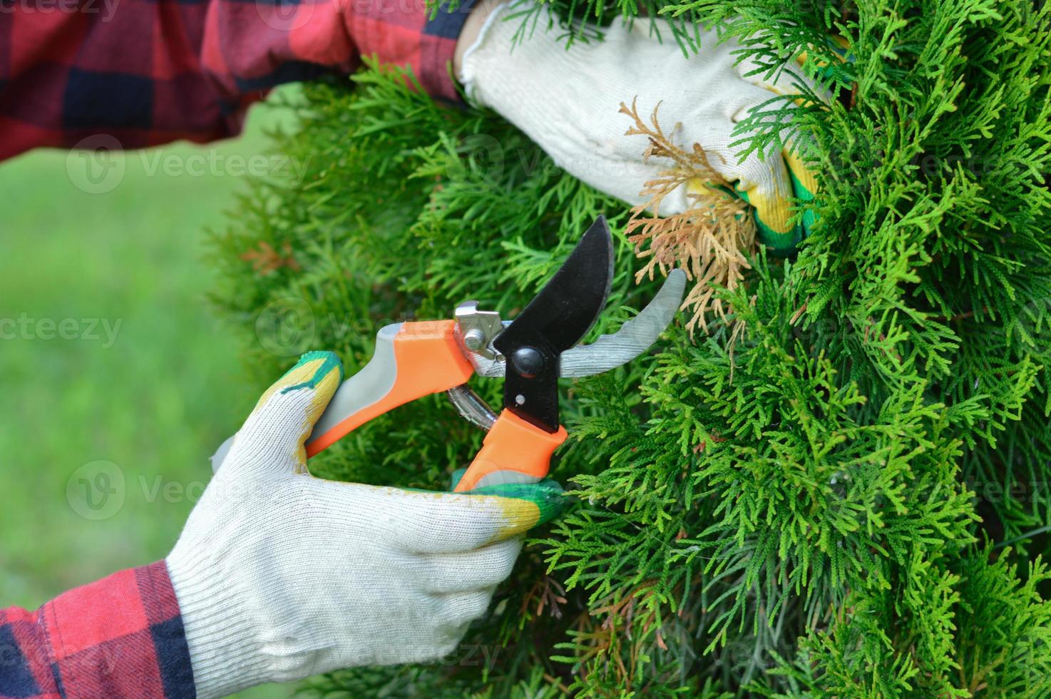 a close-up of the hands of a gardener, who is pruning dry yellow branches of thuja with a pruner. photo