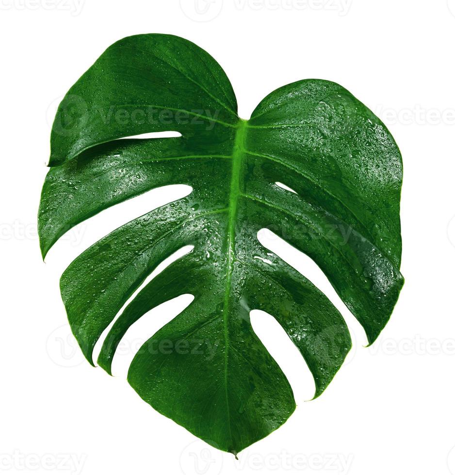 Green leaves pattern,leaf monstera with water drop isolated on white background photo