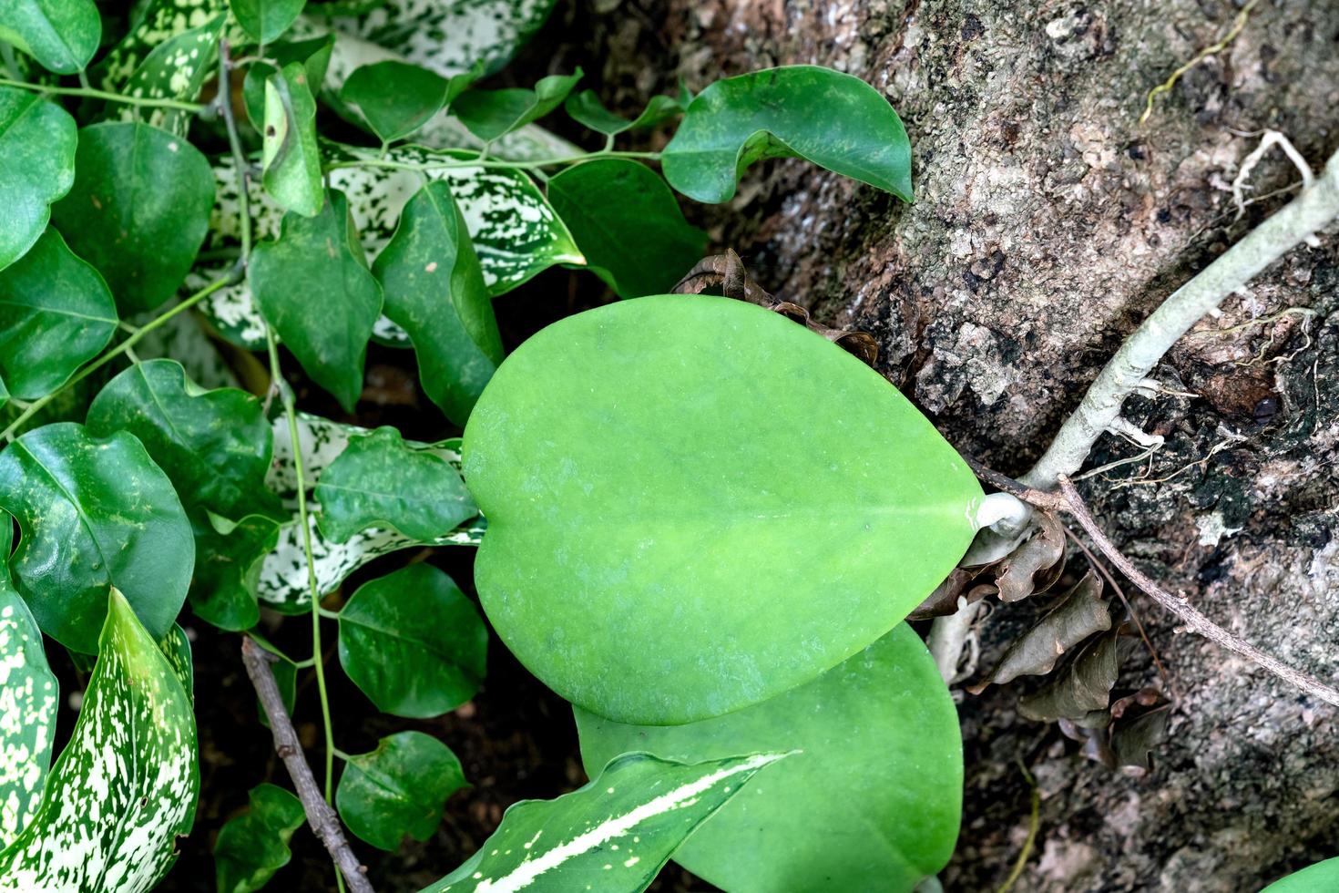 Green leaves pattern ,leaf of tropical climbing plant Sweetheart Hoya or Valentine Hoya in the garden photo