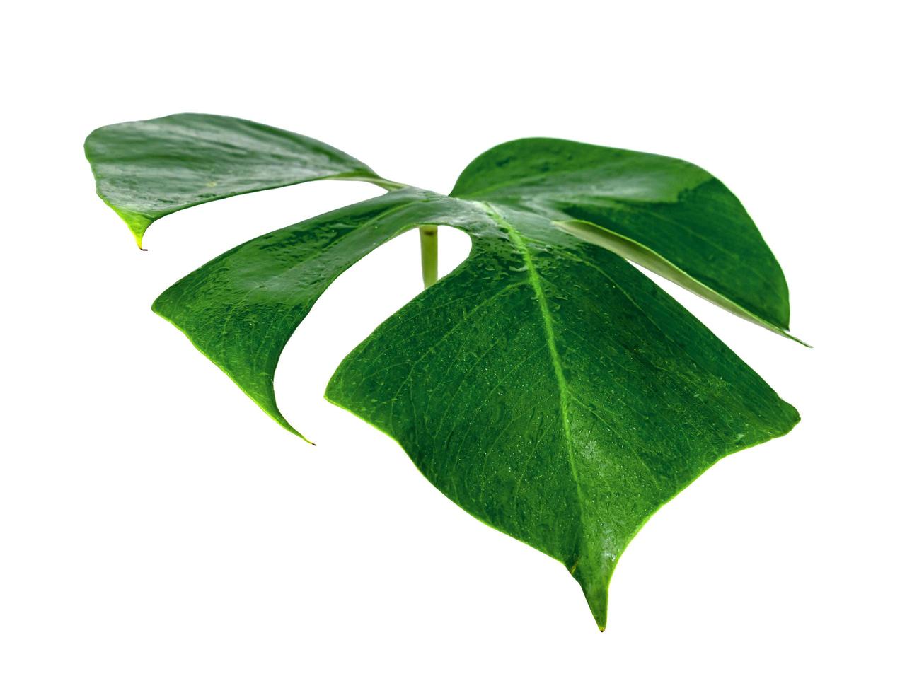 Green leaves pattern ,leaf monstera with water drop isolated on white background photo