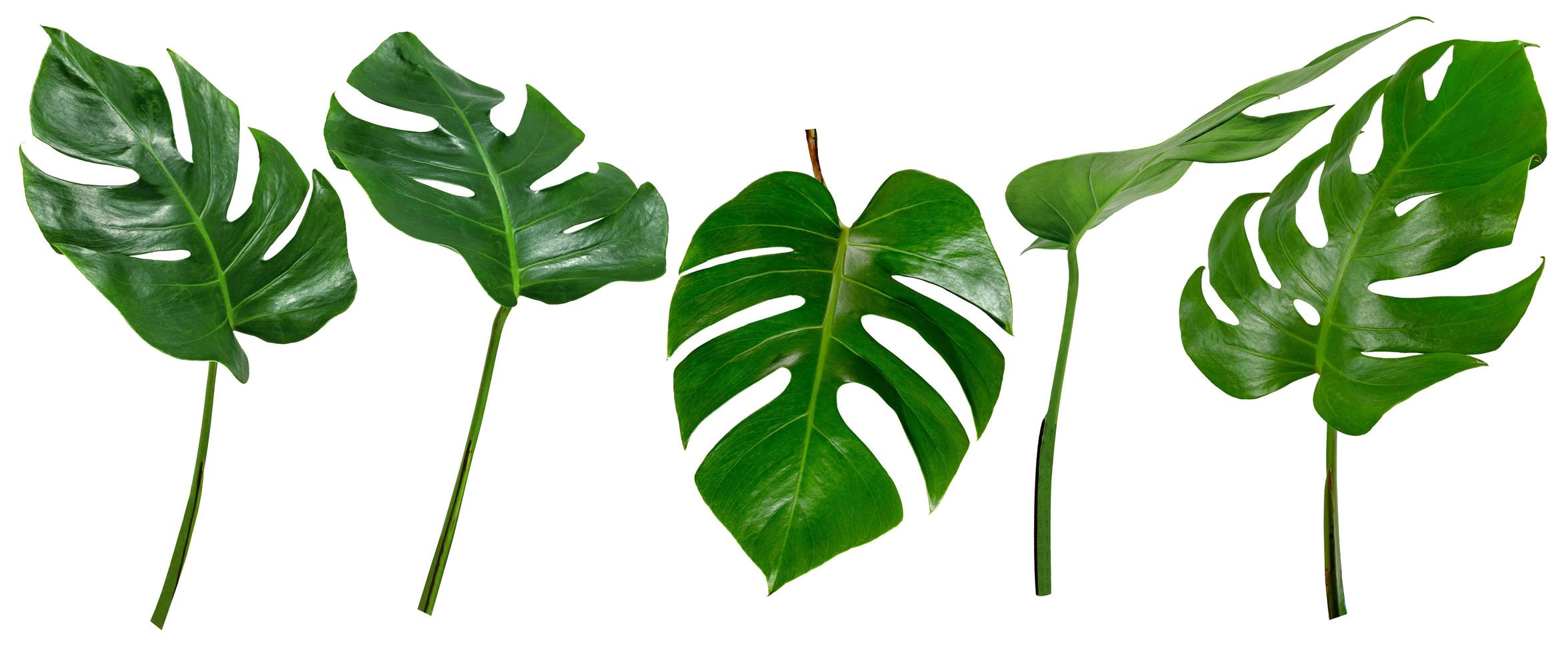 leaf palm,collection of green leaves pattern isolated on white background photo