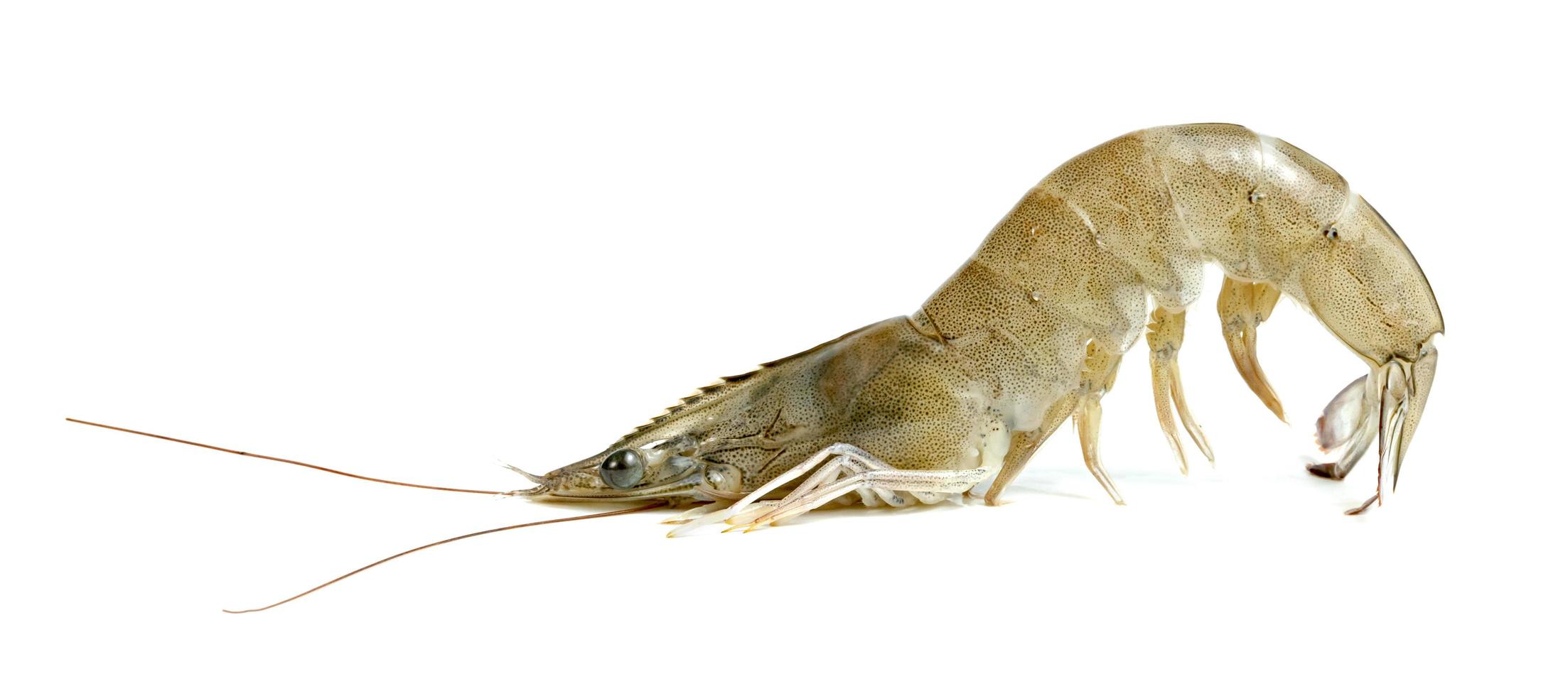 shrimp raw isolated on white background photo