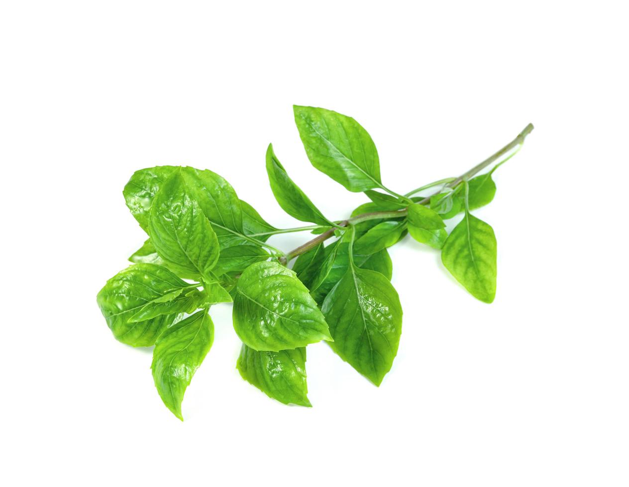 leaf  fresh basil isolated on white background ,Green leaves pattern photo