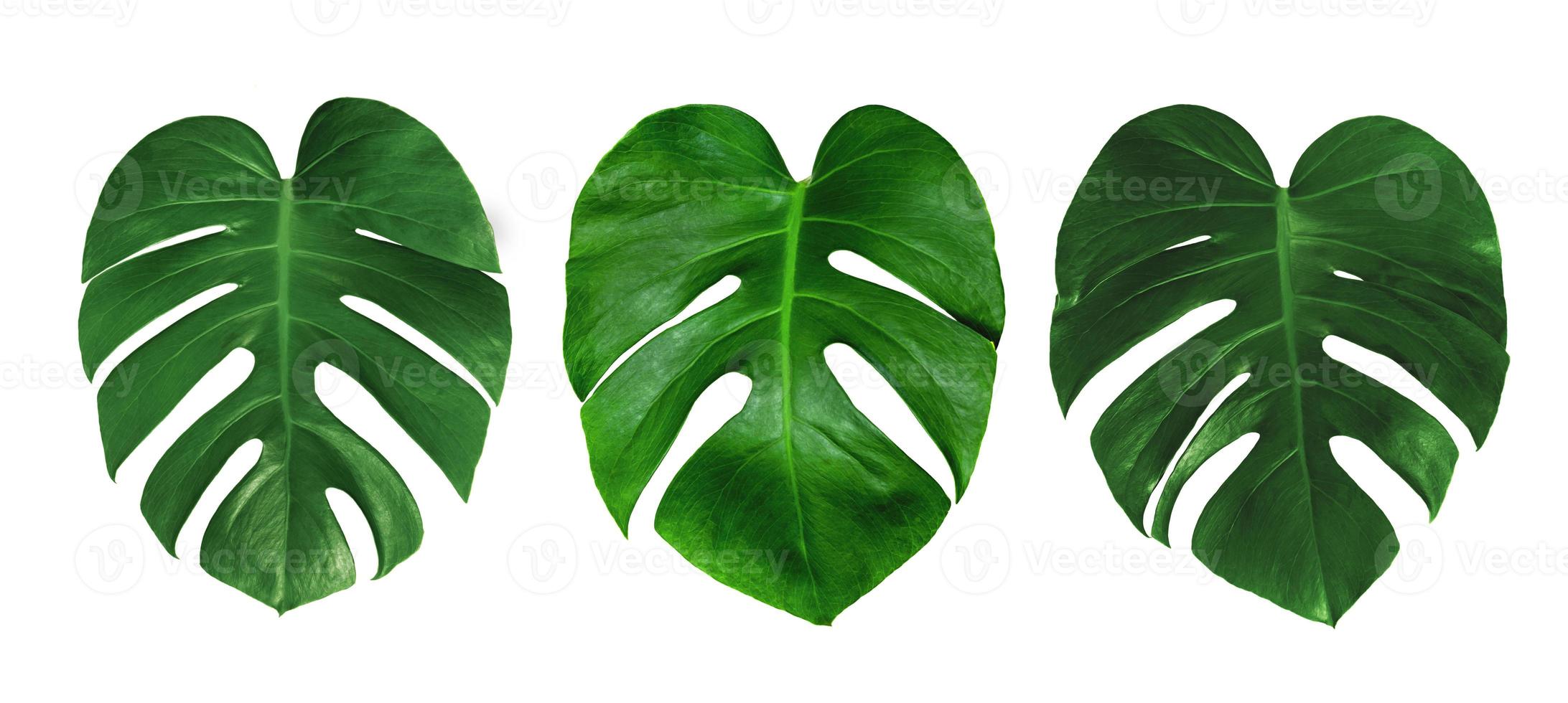 patrón de hojas verdes, conjunto hoja monstera aislado sobre fondo blanco foto