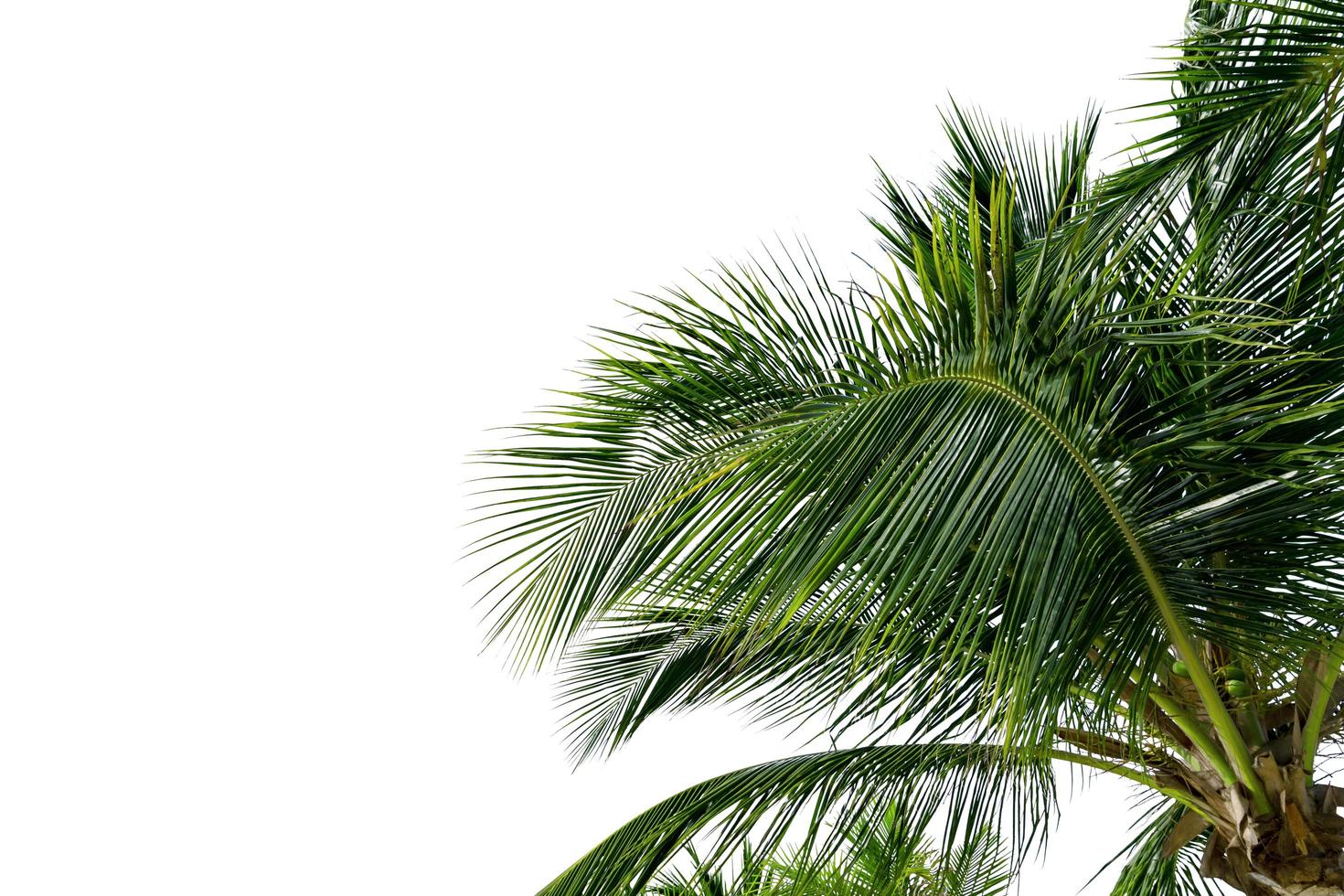 Green Leaves of palm ,coconut tree bending isolated on white background photo