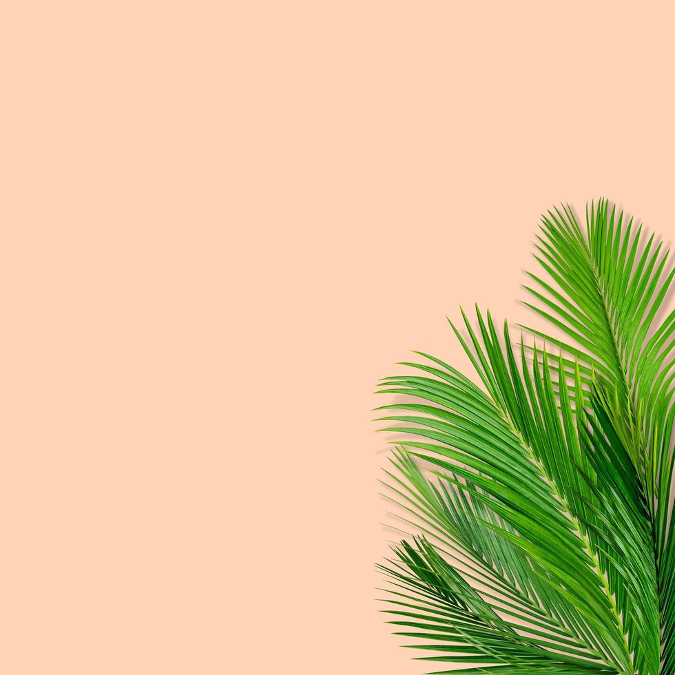 Green palm leaves pattern for nature concept,tropical leaf on pastels paper background photo