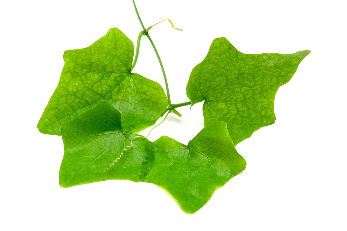 Coccinia grandis leaf isolated on white background ,Green leaves pattern photo