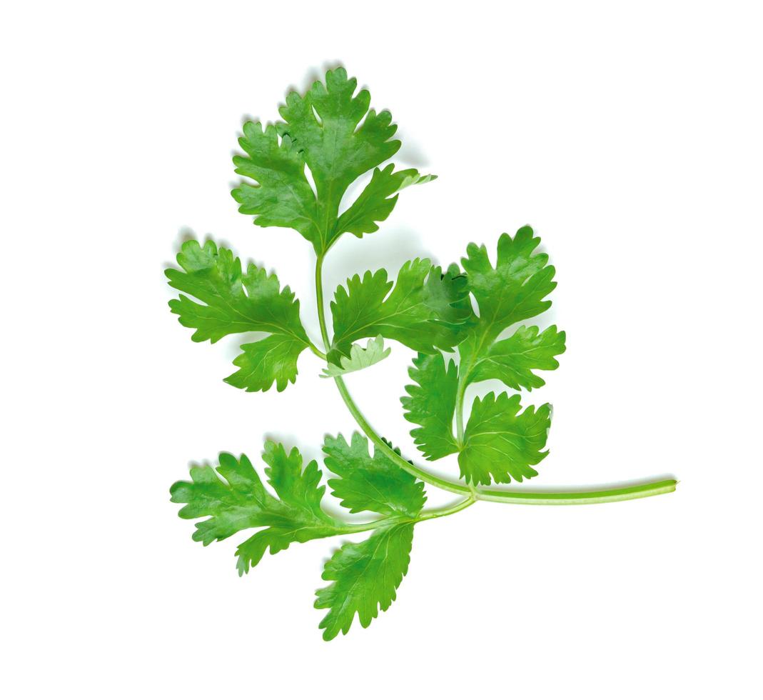 leaf Coriander or Cilantro isolated on white background ,Green leaves pattern photo